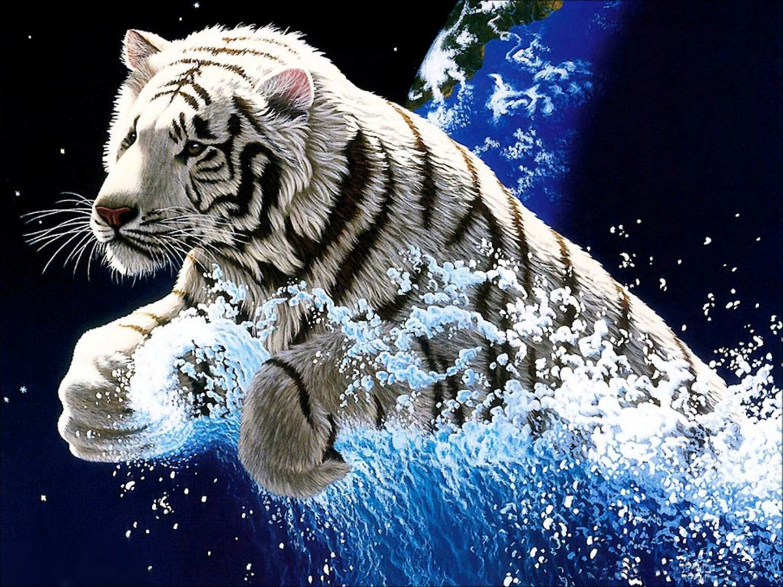 232 White Tiger HD Wallpapers Backgrounds Wallpaper Abyss