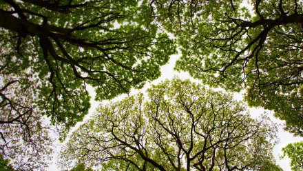 View of green treetops against the sky, showcasing nature's canopy in this HD PC desktop wallpaper and background.