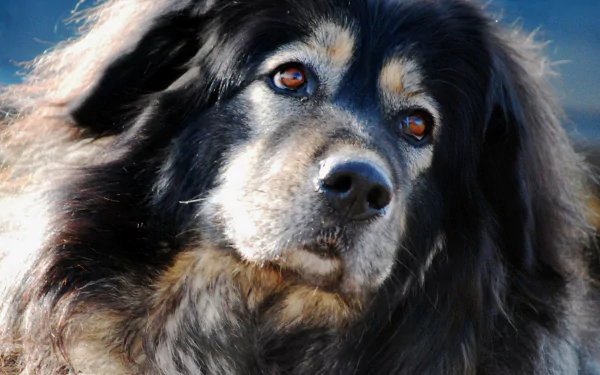 Close-up HD PC desktop wallpaper of a Tibetan Mastiff dog muzzle and soulful brown eyes, thick dark fur framing the animal's face.