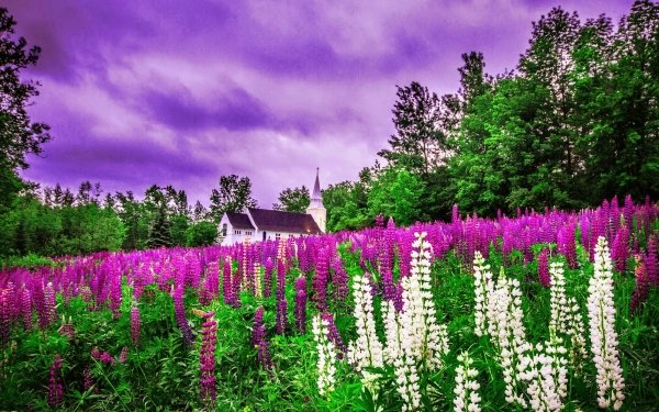 Religious Church Churches Field Lupine Flower White Flower Purple Flower HD Wallpaper | Background Image