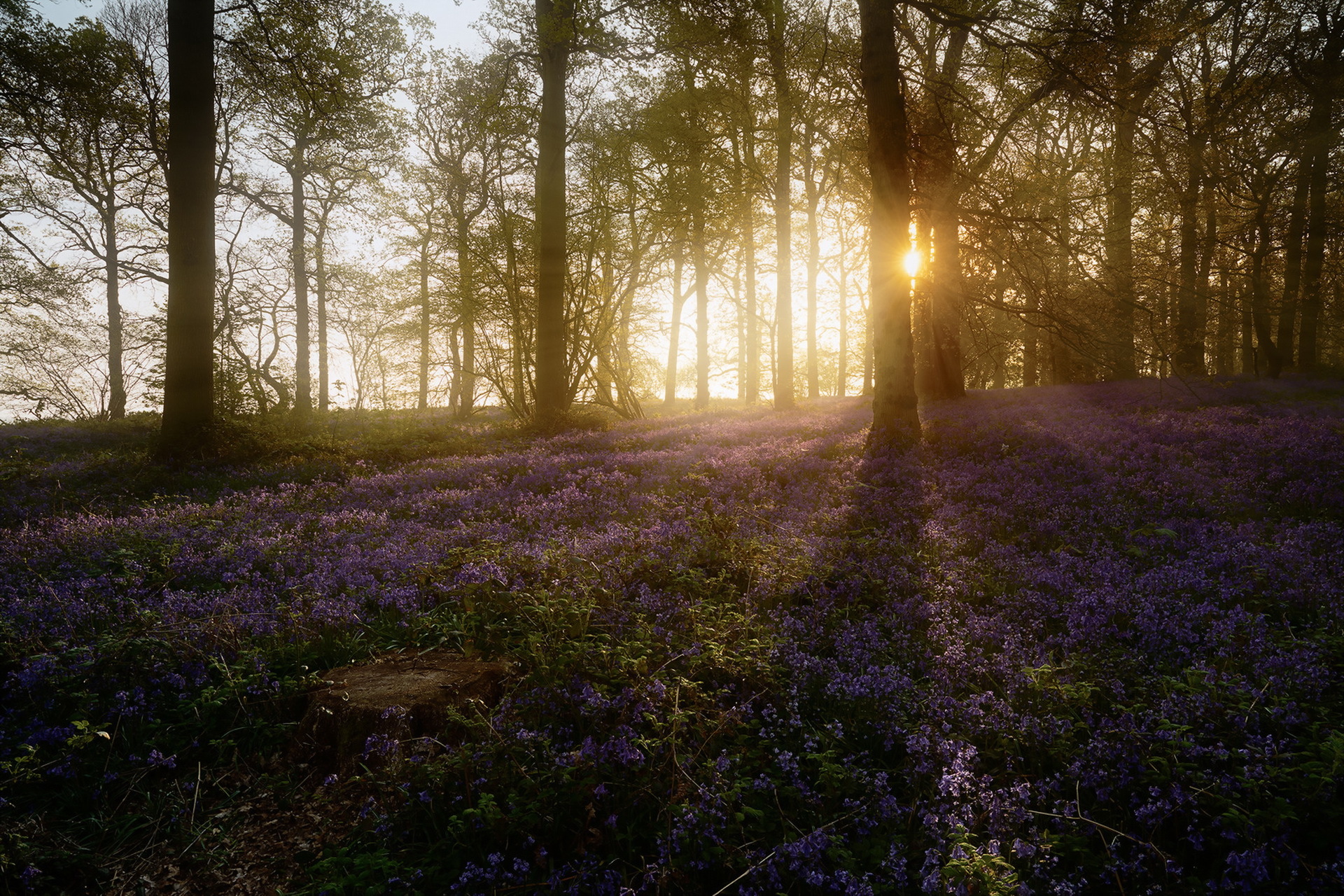 Download Forest Purple Flower Sunrise Flower Nature Sunbeam HD Wallpaper