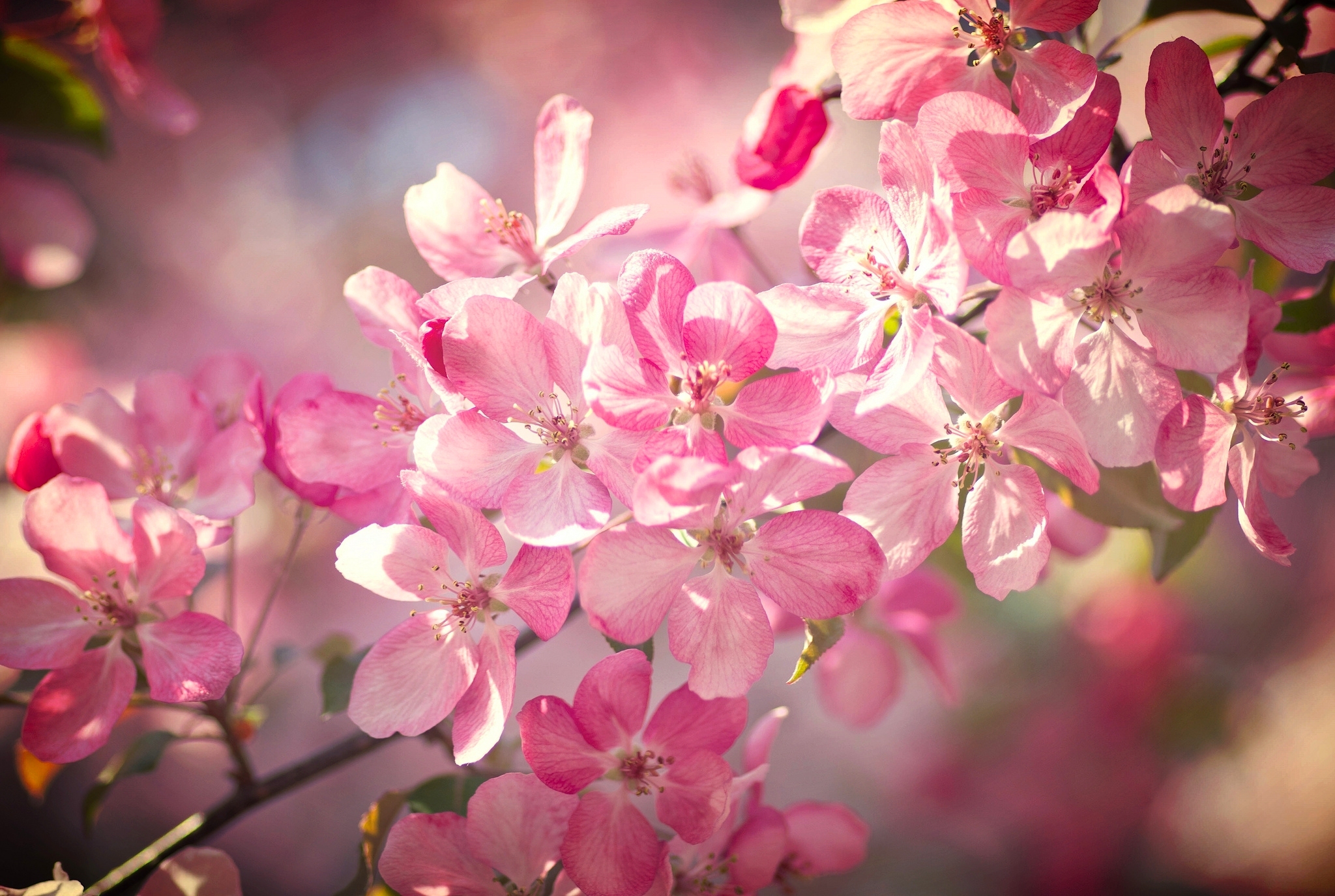 Download Pink Flower Nature Close Up Bokeh Spring Flower Branch Blossom