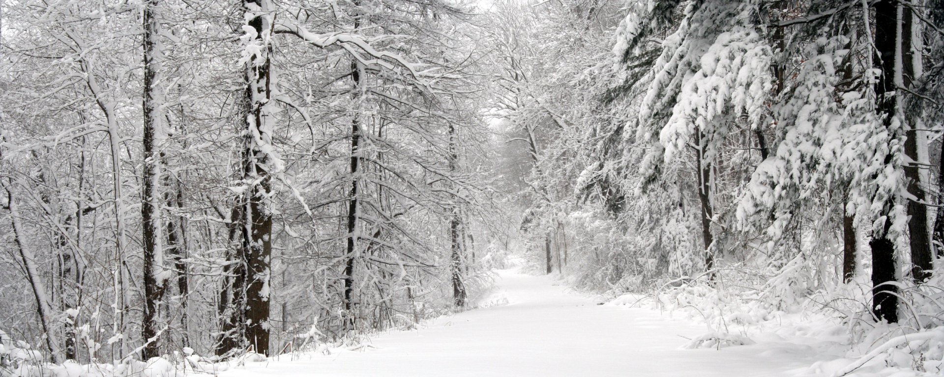 A serene winter forest path blanketed in snow, framed by tall trees. This HD image captures the tranquil beauty of nature in a peaceful snowy landscape.