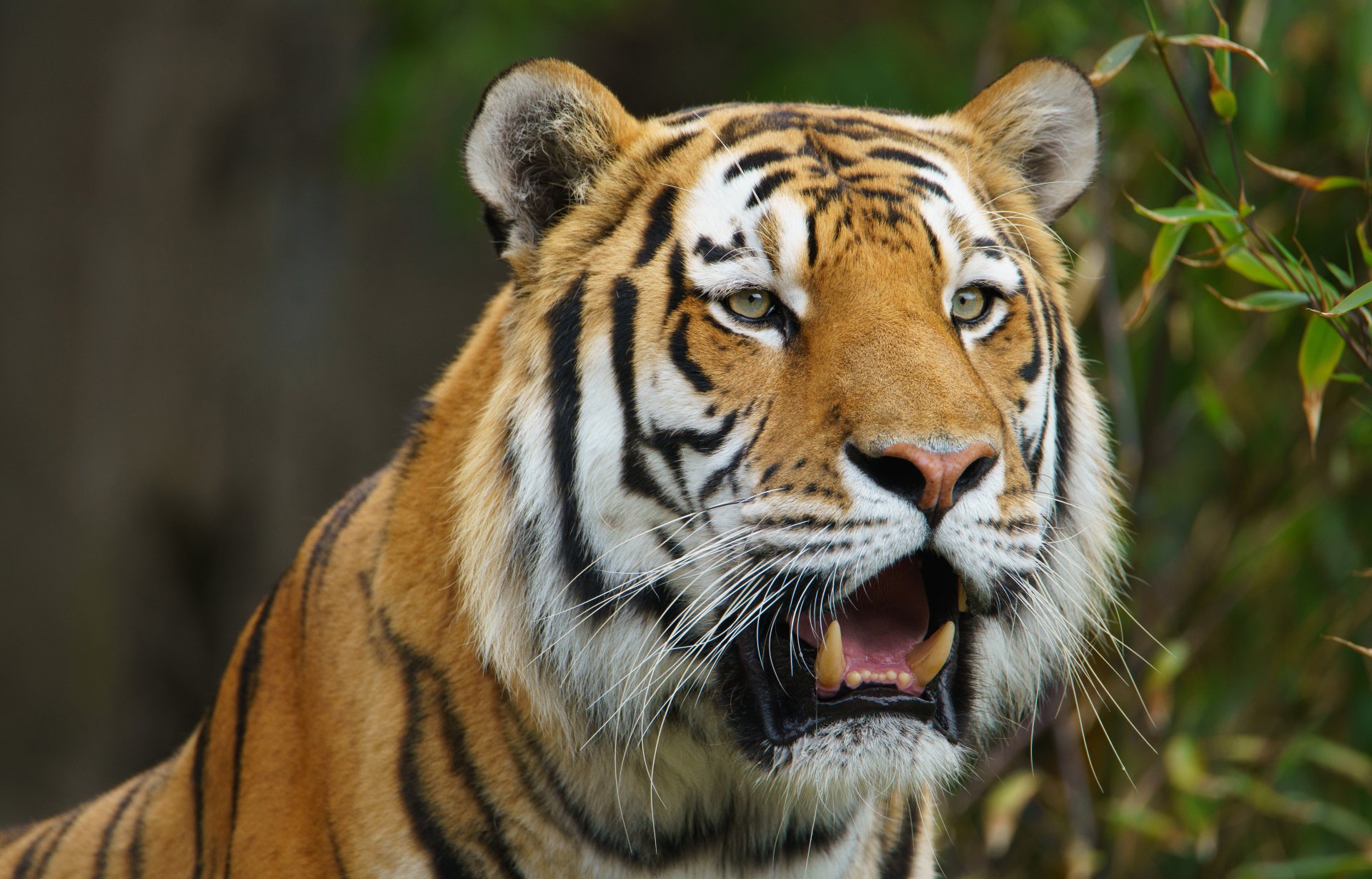 Majestic Tiger in Stunning 4K Ultra HD | 6000x3843 | Wallpaper Abyss