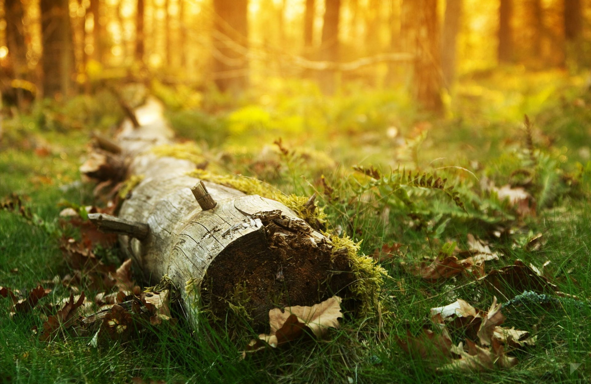 download-grass-forest-close-up-nature-hd-wallpaper