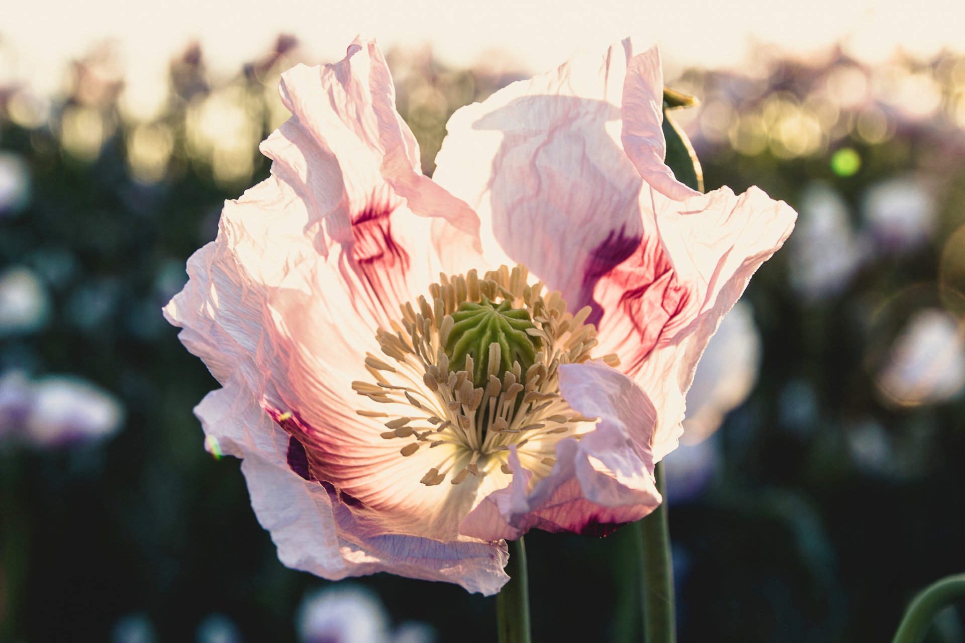 Poppy HD Wallpaper