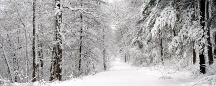 A serene winter forest path blanketed in snow, framed by tall trees. This HD image captures the tranquil beauty of nature in a peaceful snowy landscape.