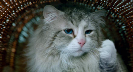 movie Nine Lives HD Desktop Wallpaper | Background Image