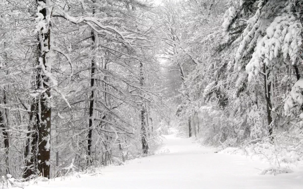 A serene winter forest path blanketed in snow, framed by tall trees. This HD image captures the tranquil beauty of nature in a peaceful snowy landscape.