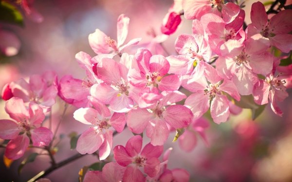 Nature Blossom Flowers Branch Flower Spring Bokeh Close-Up Pink Flower HD Wallpaper | Background Image