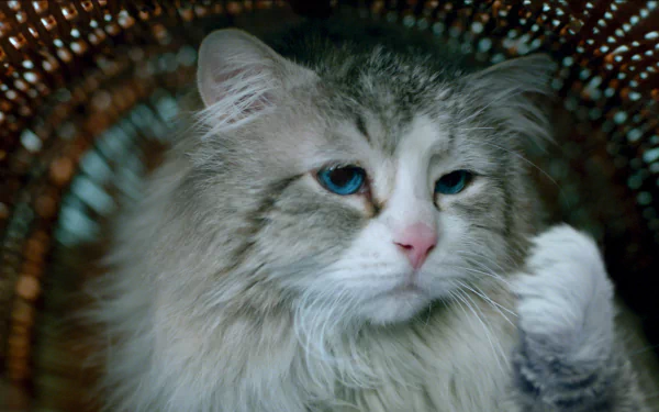 movie Nine Lives HD Desktop Wallpaper | Background Image