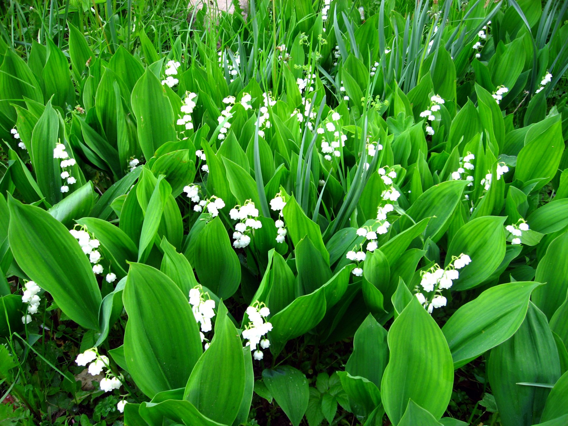 HD desktop wallpaper featuring vibrant green leaves and delicate white lily of the valley flowers, showcasing the beauty of nature in full bloom.