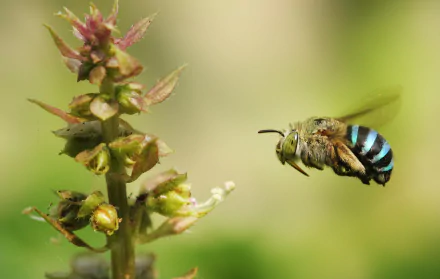 plant macro insect Animal bumblebee HD Desktop Wallpaper | Background Image