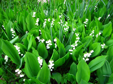  Lilies of the Valley