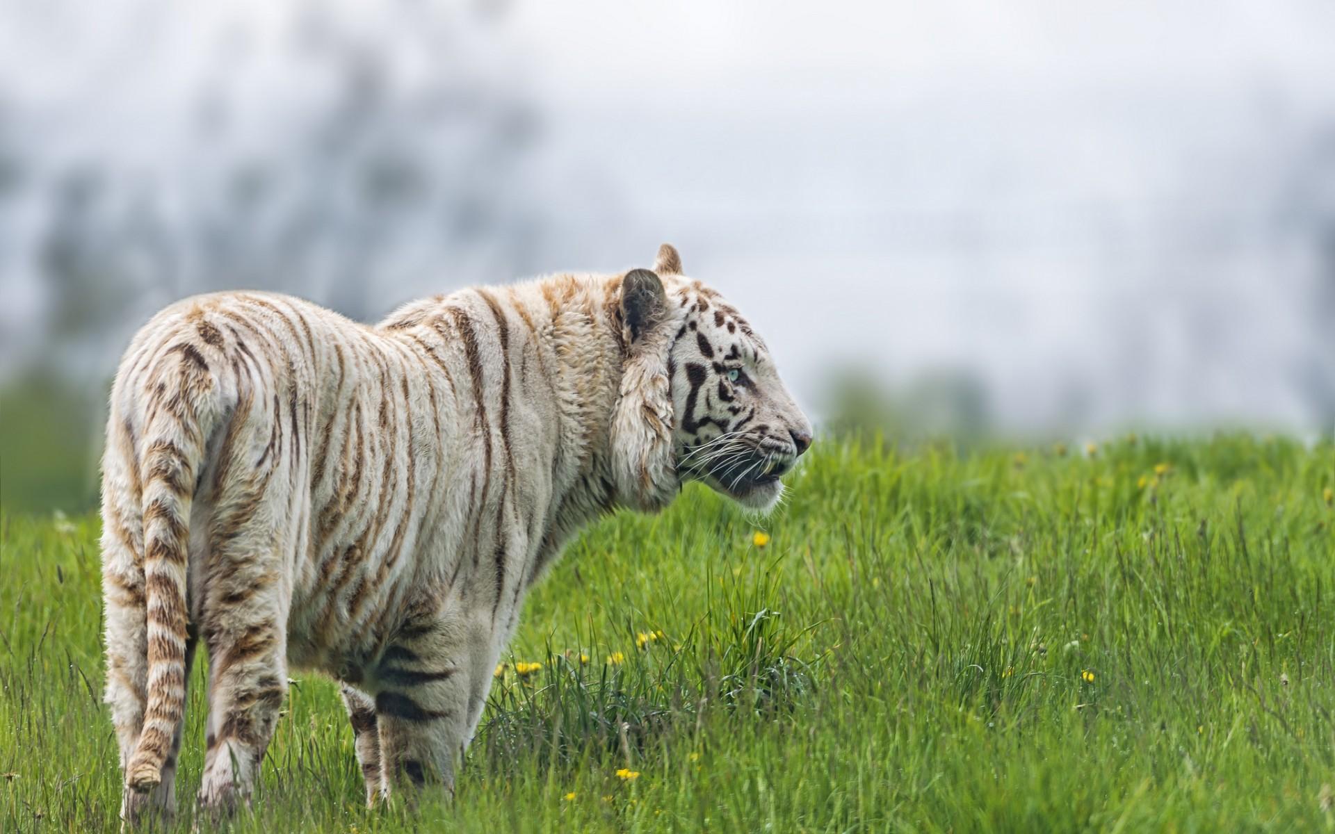 Animal White Tiger HD Wallpaper | Background Image