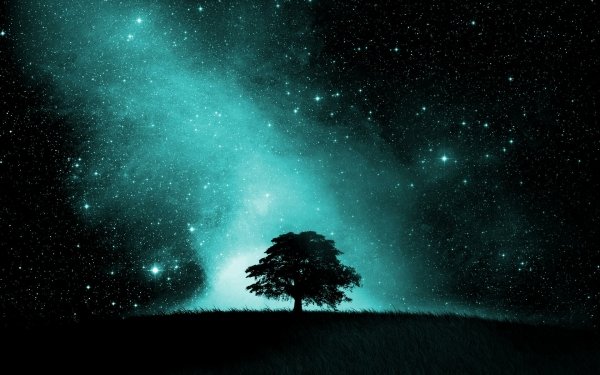 Artistic Sky Tree Silhouette Night Starry Sky Stars HD Wallpaper | Background Image