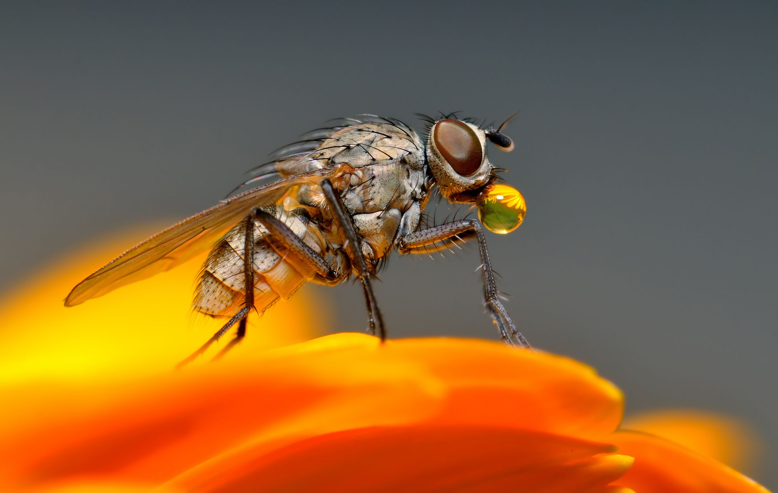 Fly Wallpapers - Top Free Fly Backgrounds - WallpaperAccess