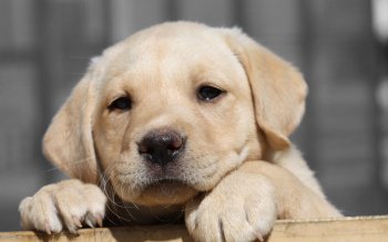 20 4K Ultra HD Labrador Retriever Wallpapers | Background Images