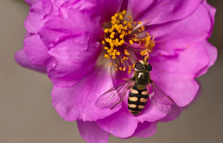  Hoverfly on the stamen of a flower by DanielWanke