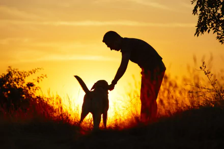 HD desktop wallpaper of a person gently petting a dog outdoors during a golden sunset, capturing a warm and peaceful moment with nature.