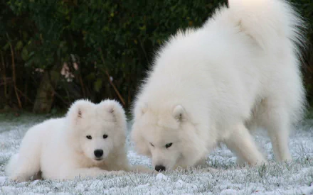 A snowy landscape featuring a playful Samoyed puppy and its adult counterpart, showcasing their fluffy white coats against the frosty ground. Suitable as an HD desktop wallpaper.