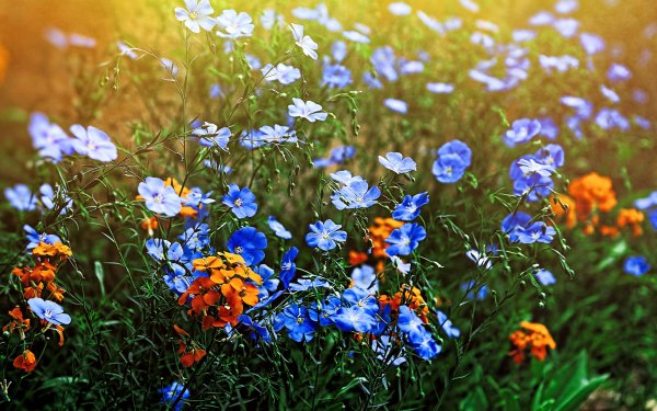Nature Flower Flowers Meadow Orange Flower Blue Flower HD Wallpaper | Background Image