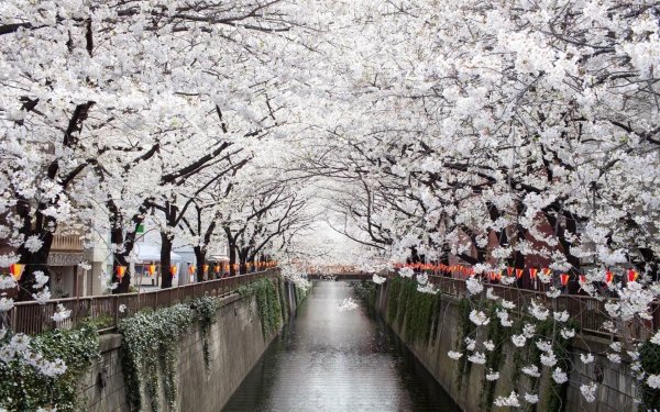 Man Made Canal Blossom Tree HD Wallpaper | Background Image