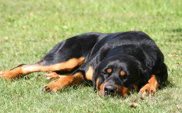 A relaxed Rottweiler lies on lush green grass, showcasing its distinctive black and tan coat in this vibrant HD desktop wallpaper.
