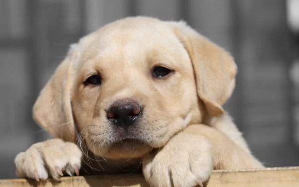 Close-up of a Labrador Retriever puppy resting its paws, captured in high-resolution 4K Ultra HD as a PC desktop wallpaper.