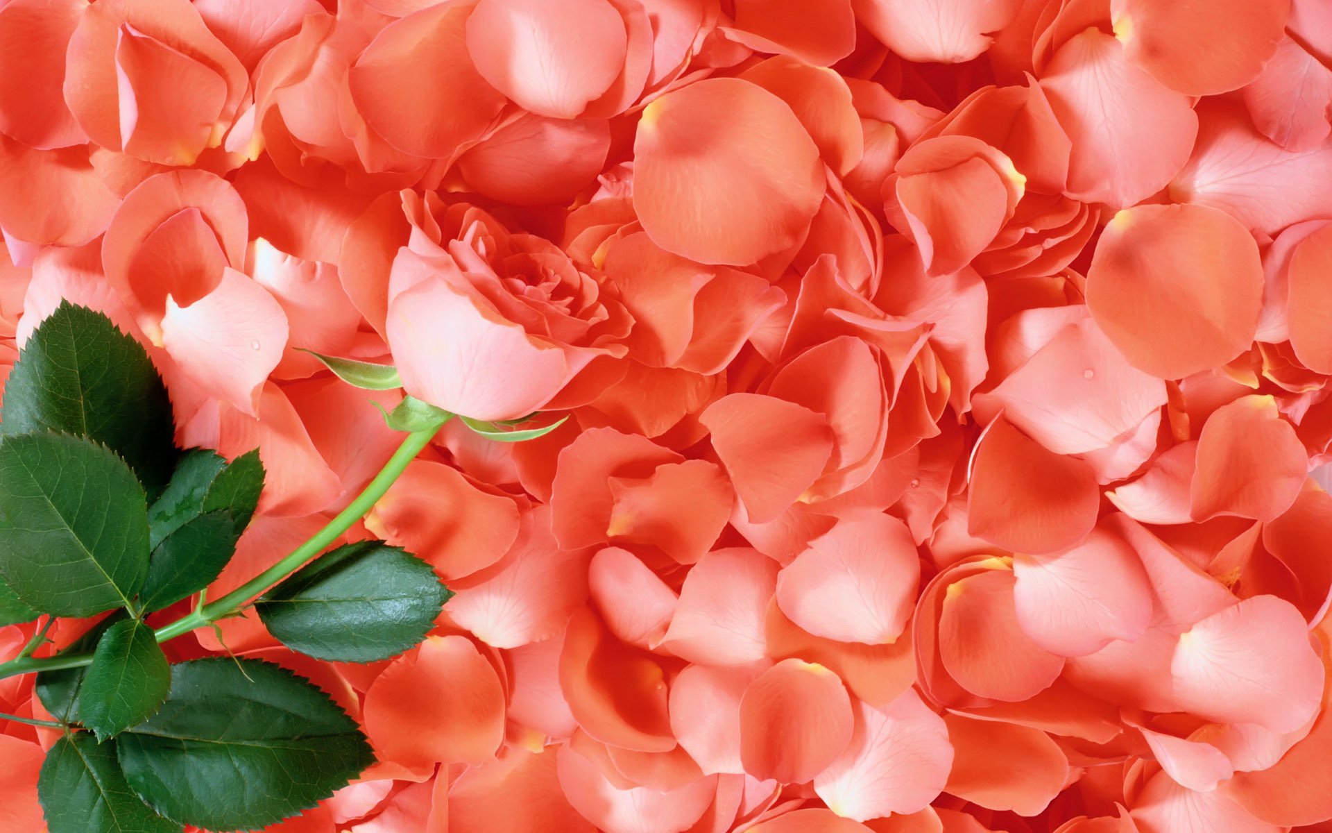 Rose Petals Background Hd - The Home 3D Plan