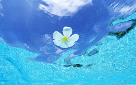 A serene underwater view featuring a delicate white flower floating above vibrant blue tropical waters, capturing the beauty of nature in an ocean setting.