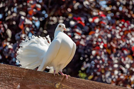 HD desktop wallpaper of a white pigeon perched on a fence, with a vibrant, blurred background of reddish-brown and green foliage.