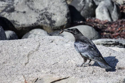  A raven with a sand crab in it's mouth by adriankirby