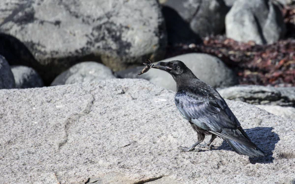  A raven with a sand crab in it's mouth by adriankirby
