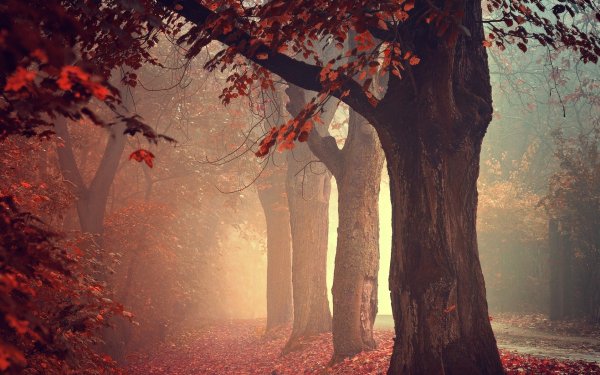 Nature Forest Fog Tree Fall HD Wallpaper | Background Image