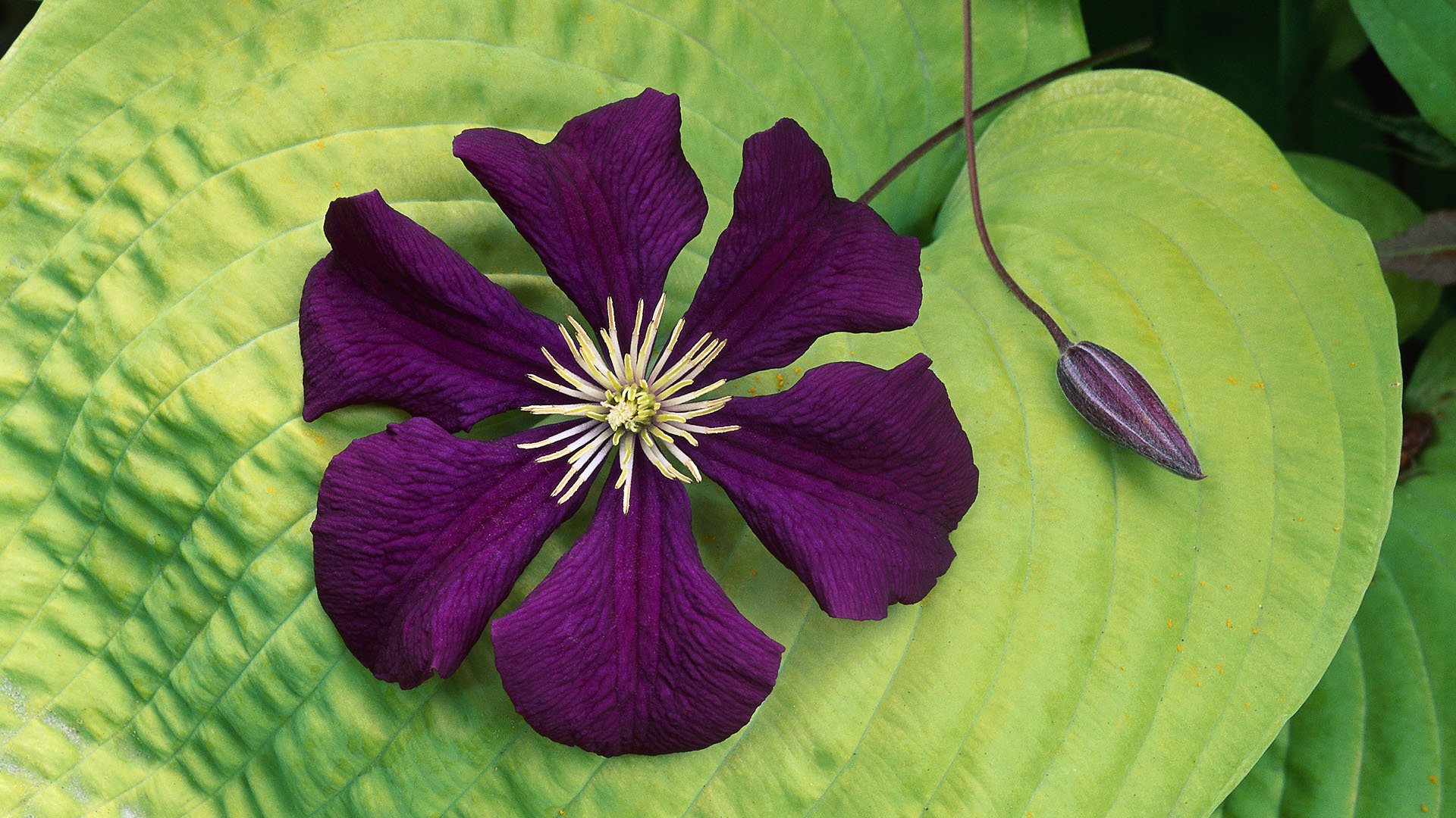 Purple Flower