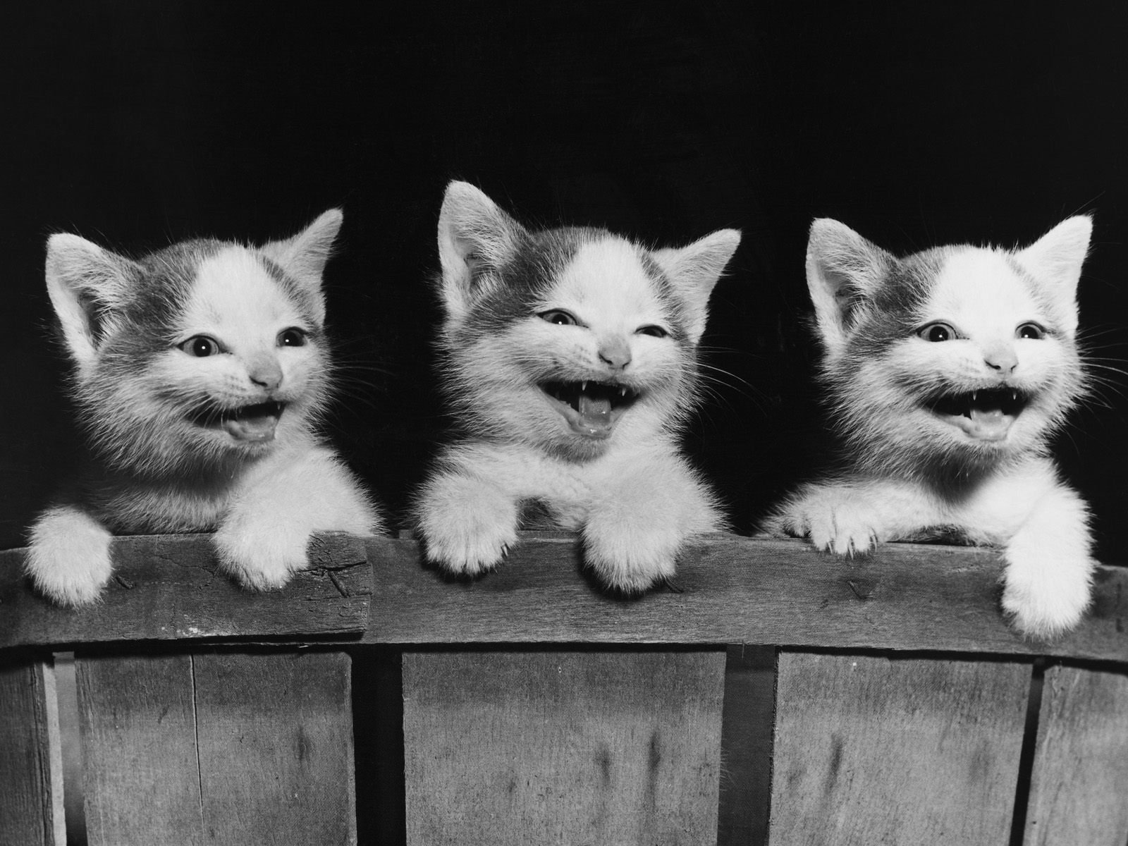 HD desktop wallpaper of three adorable kittens playfully peeking over a wooden fence, creating a charming and delightful background.