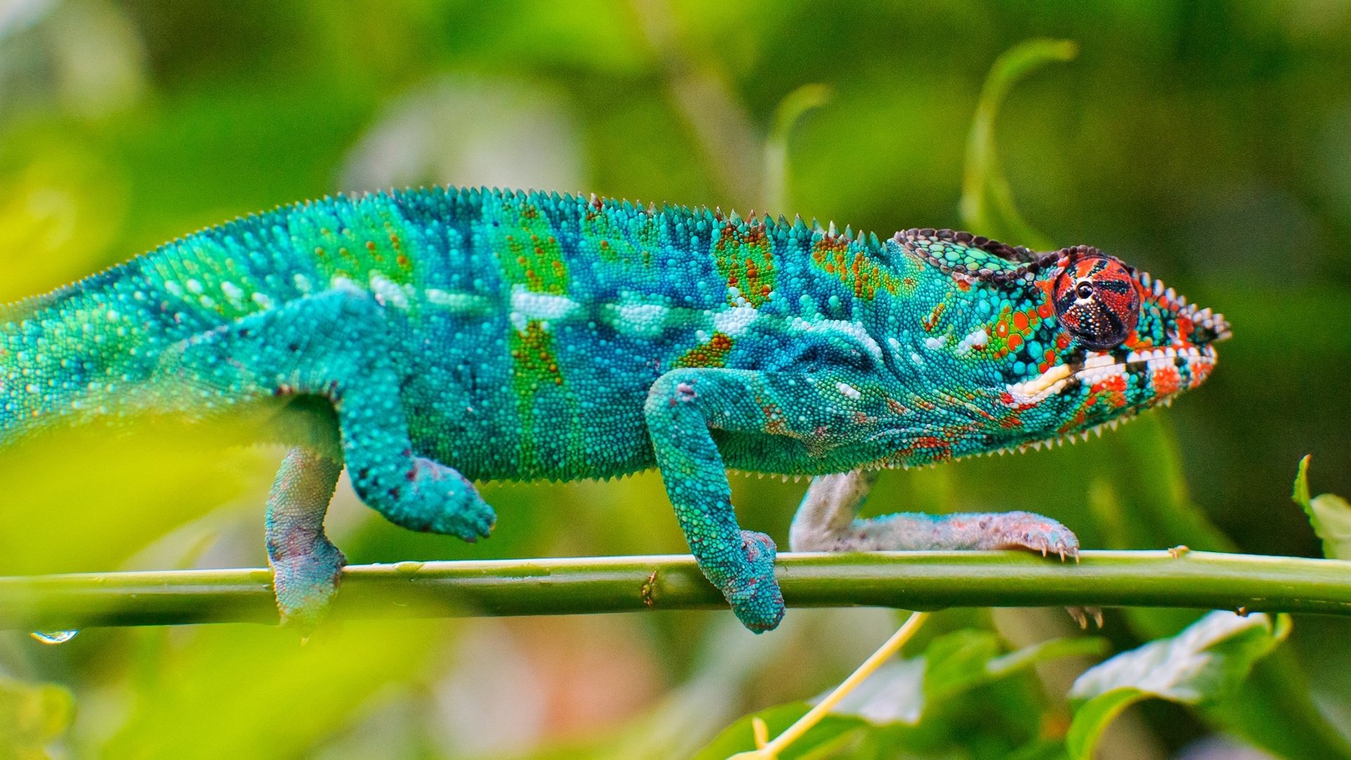 Download Lizard Animal Chameleon HD Wallpaper