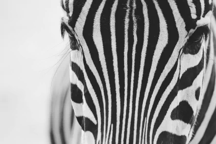 Close-up of a zebra's eye and distinctive black-and-white stripes in ultra-high 4K resolution, creating a striking PC desktop wallpaper.