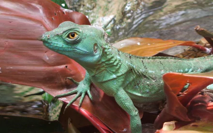 HD PC desktop wallpaper/background: vibrant green basilisk lizard (animal) perched on red tropical leaves, showing detailed scales and an alert golden eye.