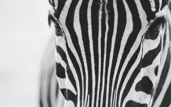 Close-up of a zebra's eye and distinctive black-and-white stripes in ultra-high 4K resolution, creating a striking PC desktop wallpaper.