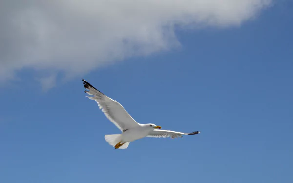 sky flight Animal seagull HD Desktop Wallpaper | Background Image