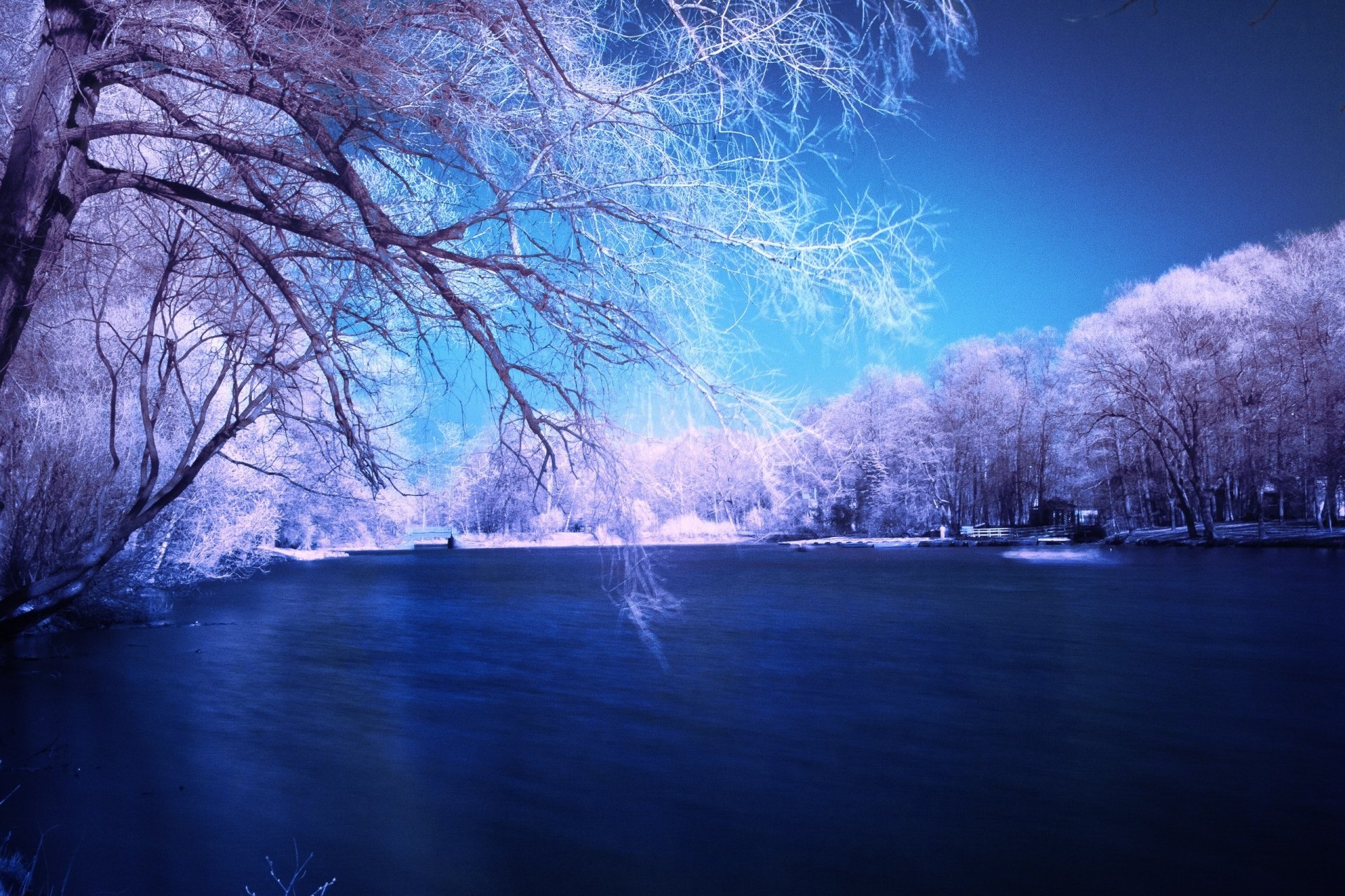 Download Tree Snow Blue Lake Nature Winter HD Wallpaper