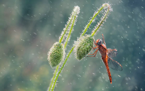 water drop macro plant rain insect Animal dragonfly HD Desktop Wallpaper | Background Image