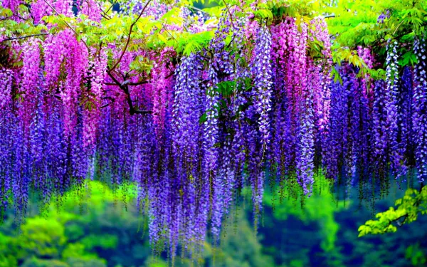 HD desktop wallpaper featuring vibrant purple and pink wisteria blossoms hanging from a tree, showcasing the beauty of nature in full bloom.