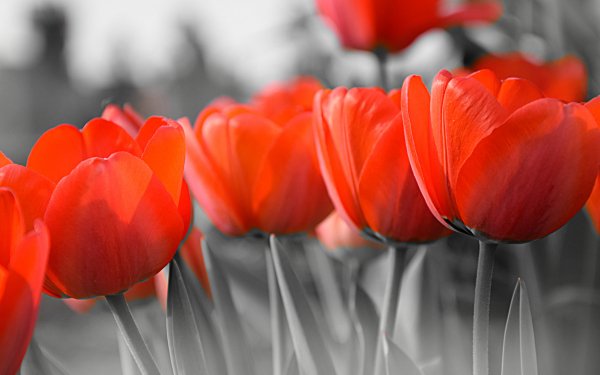 Nature Tulip Flowers Flower Orange Flower Selective Color HD Wallpaper | Background Image