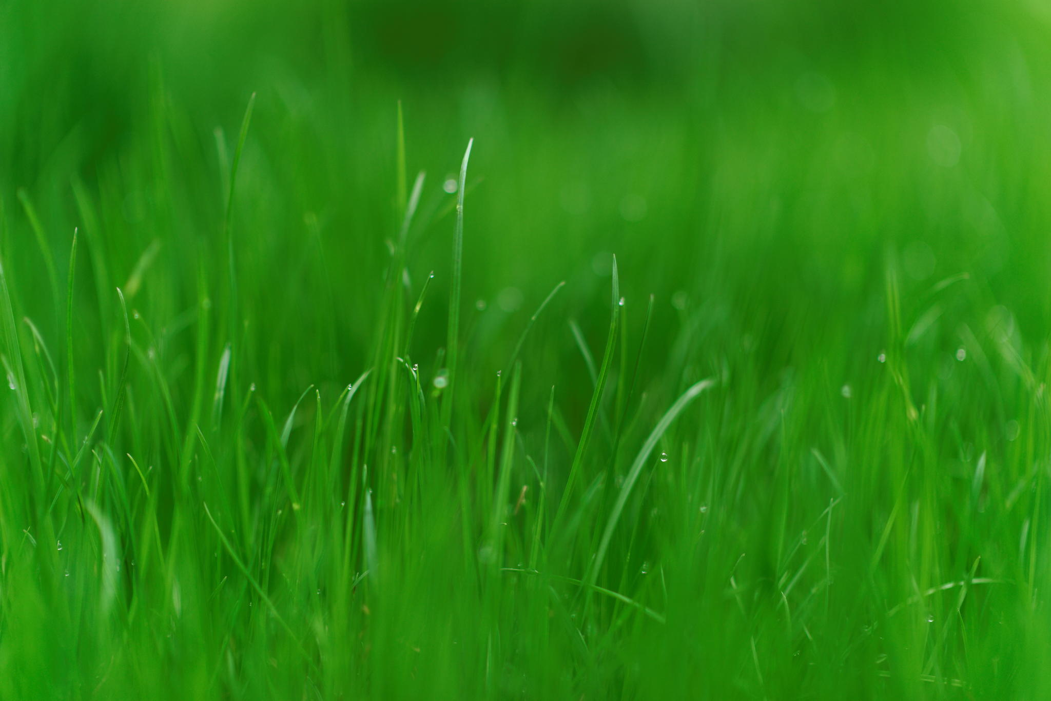 Download Green Nature Close-up Grass HD Wallpaper