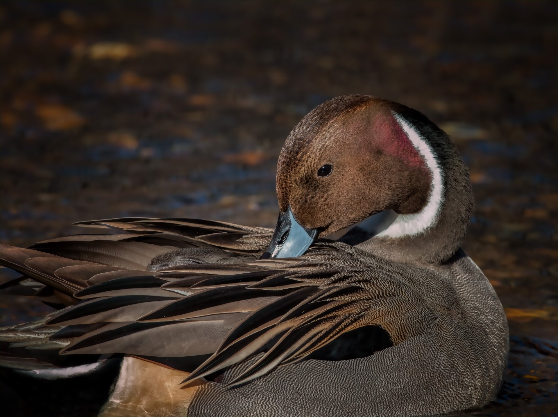 Download Bird Animal Duck 4k Ultra HD Wallpaper by Kathy Macpherson Baca