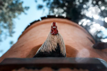 HD desktop wallpaper featuring a close-up of a rooster standing against a blurred natural background with trees and sky.