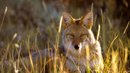HD PC desktop wallpaper featuring a coyote resting quietly in tall grass, showcasing its alert expression in a natural outdoor setting.